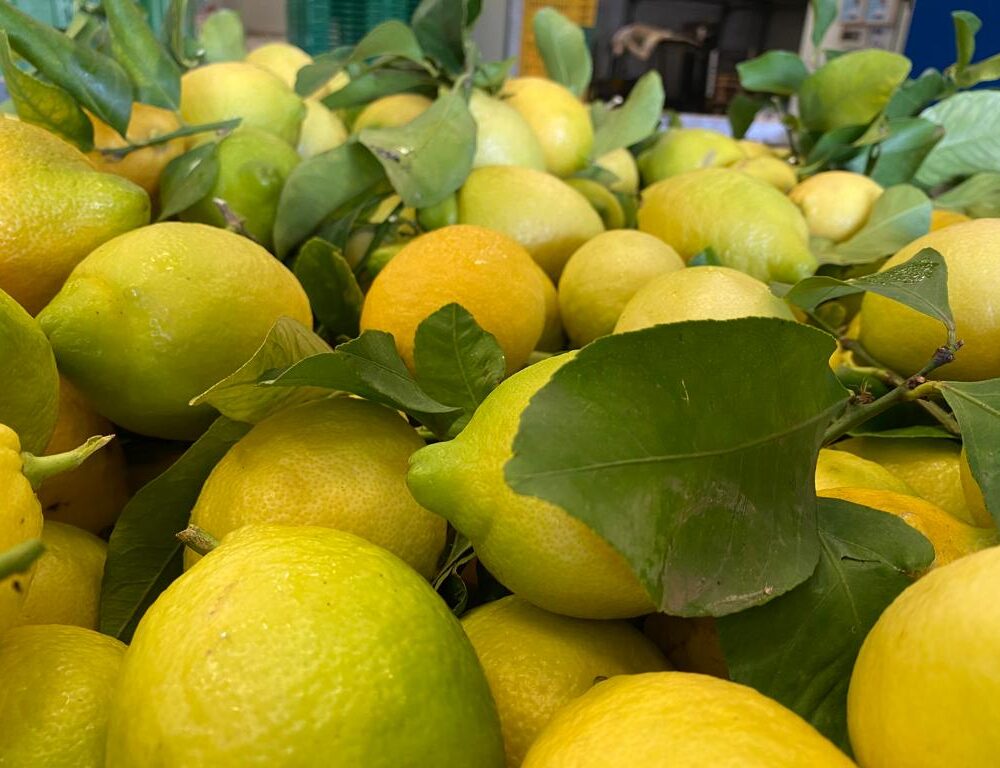 Limone Primo Fiore con foglia BOX da 9 Kg