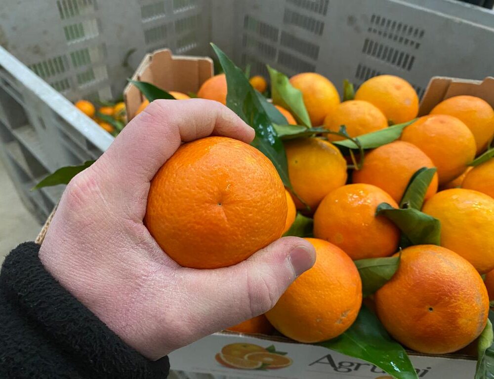 Arance Tarocco / NON DISPONIBILE