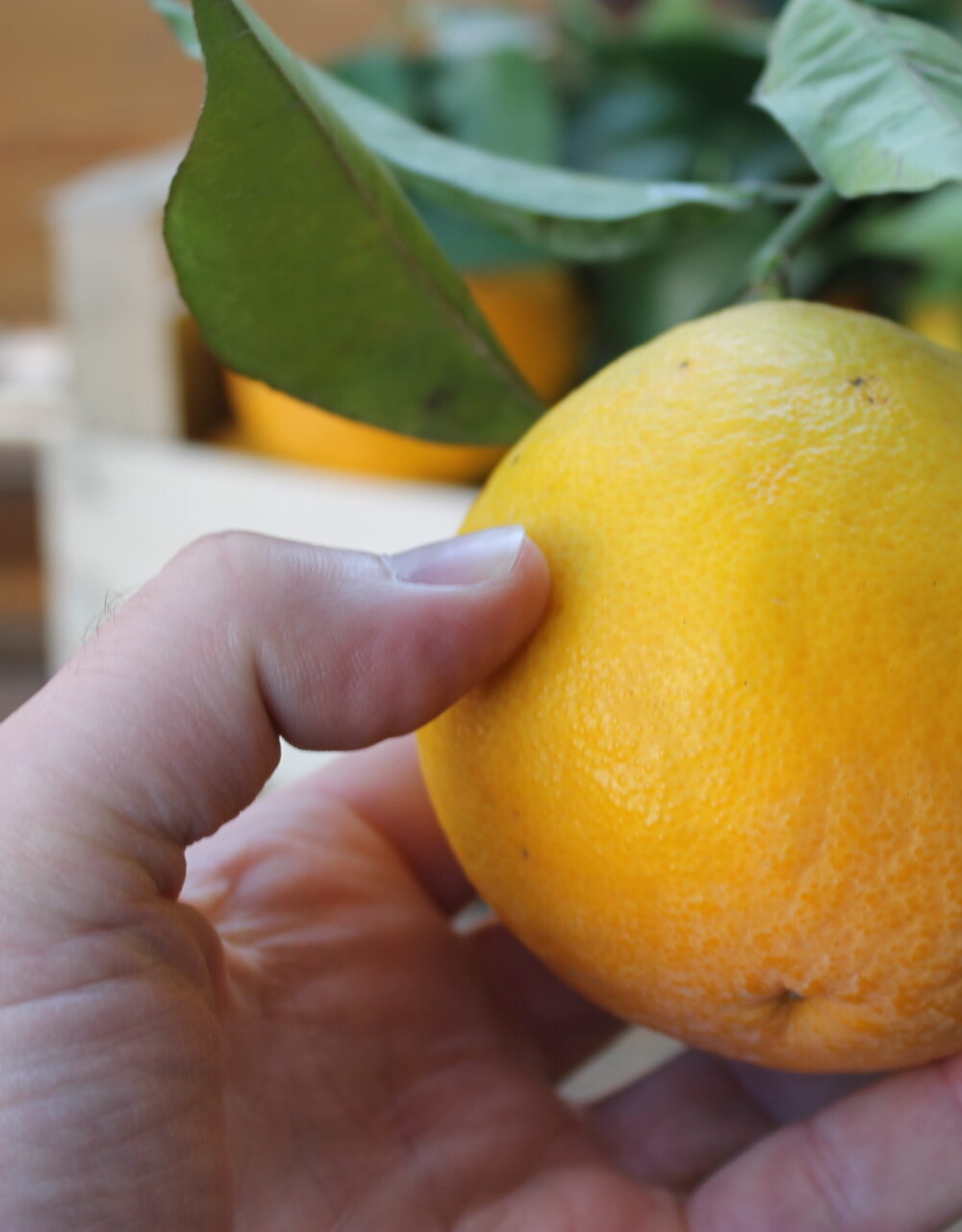 Arancia Valencia / NON DISPONIBILE