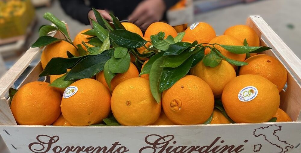 Arance Washington con foglia BOX da 9 Kg