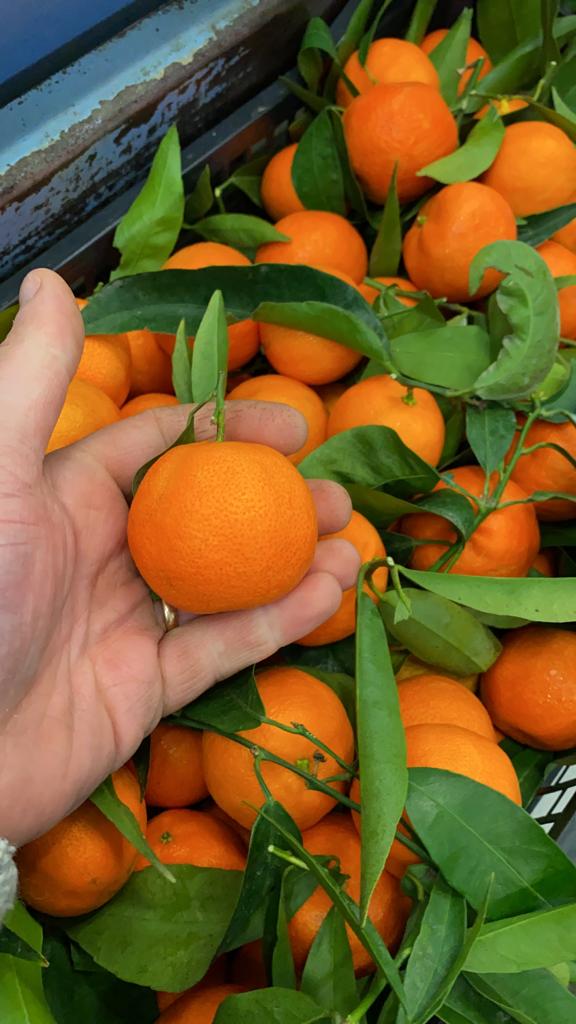 Clementine Comuni con foglia BOX 9 Kg/NON DISPONIBILE